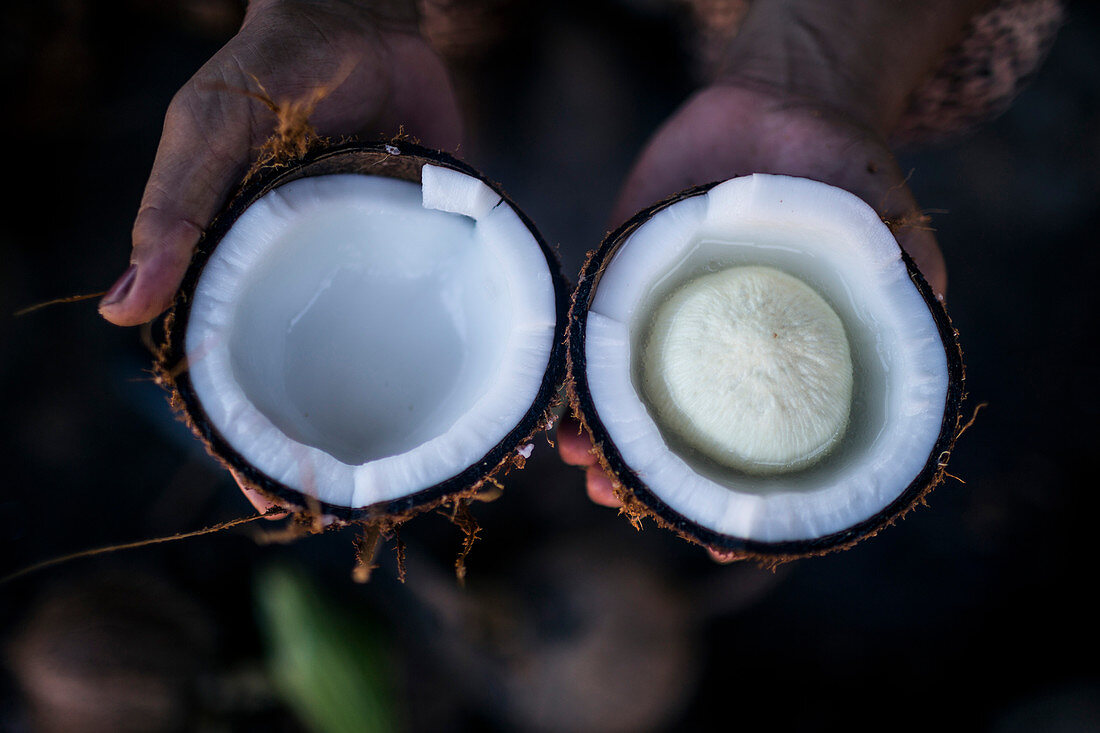 High angle close up of hand holding young coconut with a "seed" inside.