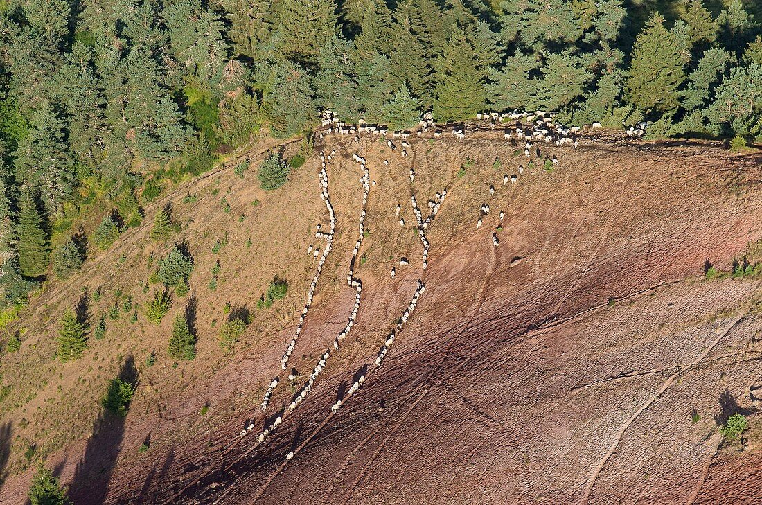 Frankreich, Puy de Dome, UNESCO Weltkulturerbe Gebiet, Saint Genes Champanelle, Chaine des Puys, regionaler Naturpark der Auvergne-Vulkane, Schafherde auf dem Puy de Lassola (Luftaufnahme)