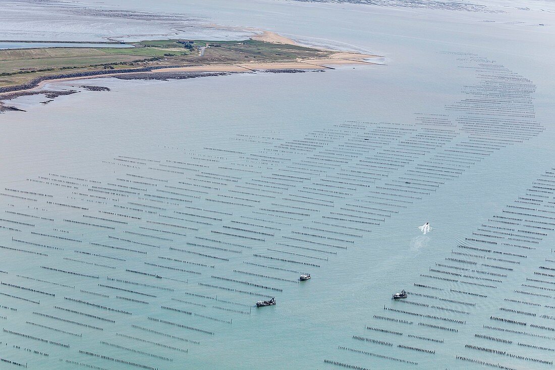 Frankreich, Vendee, La Faute sur Mer, Muschelboote in Muschelstangenfeldern vor der Pointe de l'Aiguillon (Luftaufnahme)