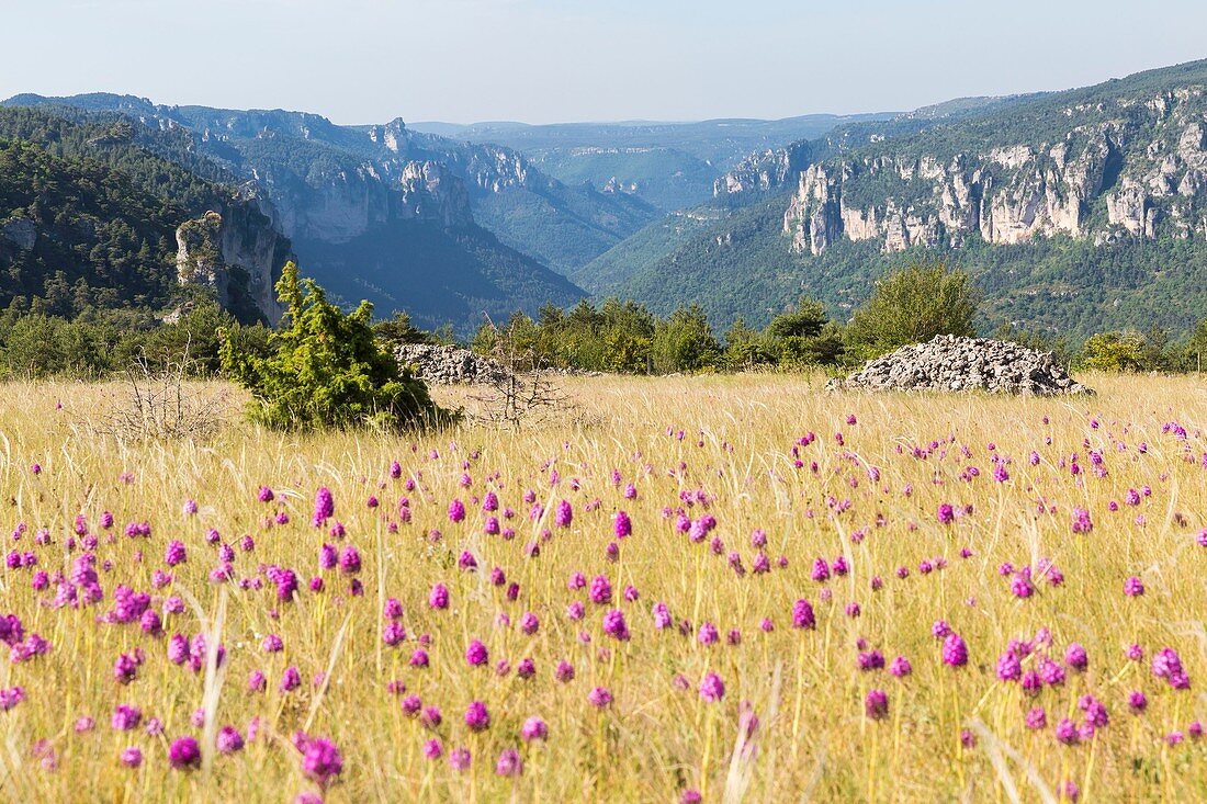 France, Lozere, Les Vignes, Tarn Gorges, between Mejean and Sauveterre causse, orchids
