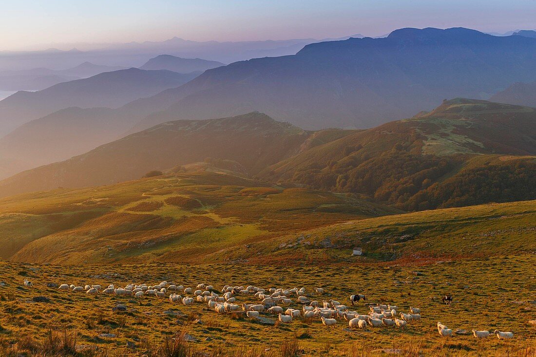 Frankreich, Pyrenäen Atlantiques, Baskenland, Itxassou, Artzamendi, Berglandschaft bei Sonnenaufgang, Schafherde auf einer Weide