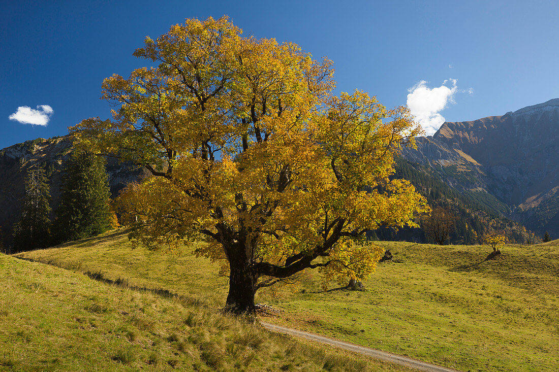 Sycamore maple at the Schwarzenberghütte in the Hintersteiner Tal near Bad Hindelang, Allgäu, Bavaria, Germany