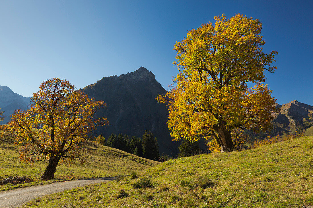 Sycamore maples at the Schwarzenberghütte in the Hintersteiner Tal near Bad Hindelang, view towards the gable, Allgäu, Bavaria, Germany