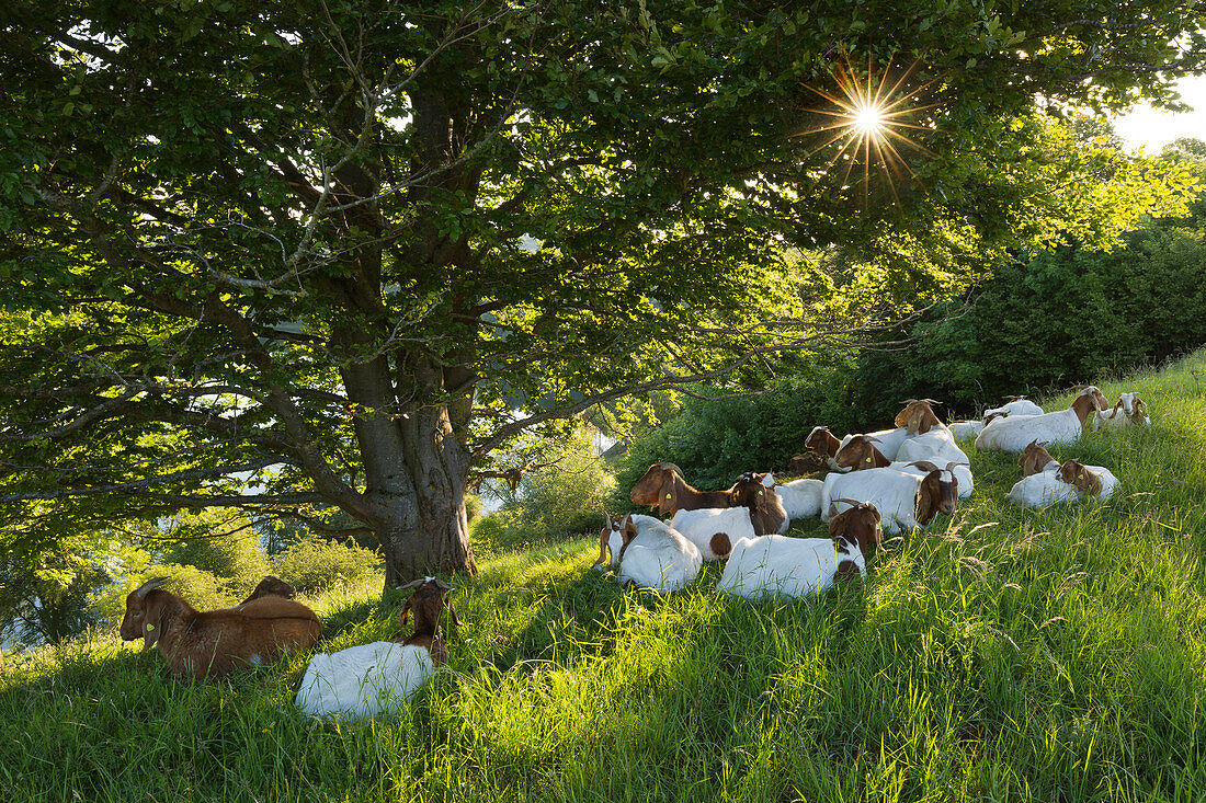 Goats at Weinfelder Maar, Totenmaar, near Daun, Eifelmaare, Eifel, Rhineland-Palatinate, Germany
