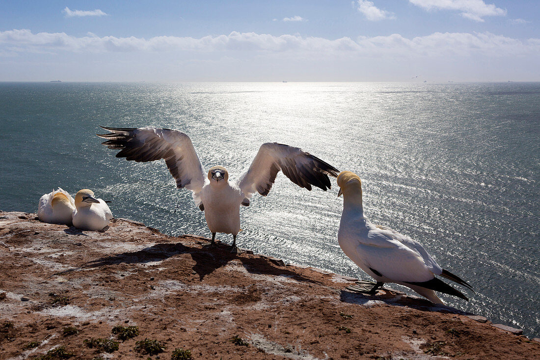 Brooding Northern Gannets (Morus bassanus) on the Lummenfelsen, Helgoland, North Sea, Schleswig-Holstein, Germany