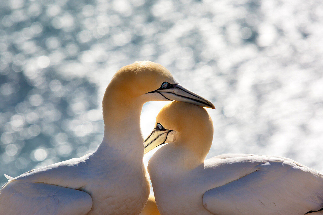 Northern Gannets (Morus bassanus) on the Lummenfelsen, Helgoland, North Sea, Schleswig-Holstein, Germany