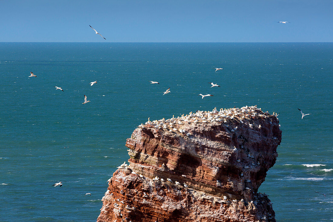 Brütende Basstölpel (Morus bassanus) auf der Langen Anna, Helgoland, Nordsee, Schleswig-Holstein, Deutschland