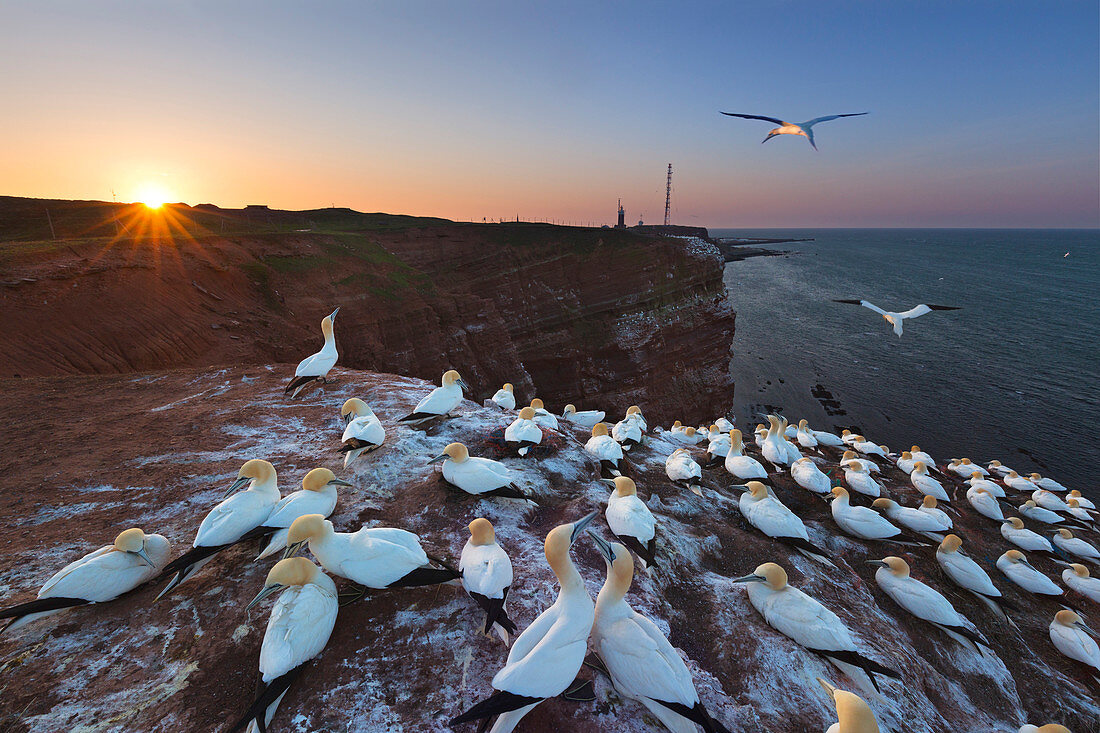 Brooding Northern Gannets (Morus bassanus) on the Lummenfelsen, Helgoland, North Sea, Schleswig-Holstein, Germany