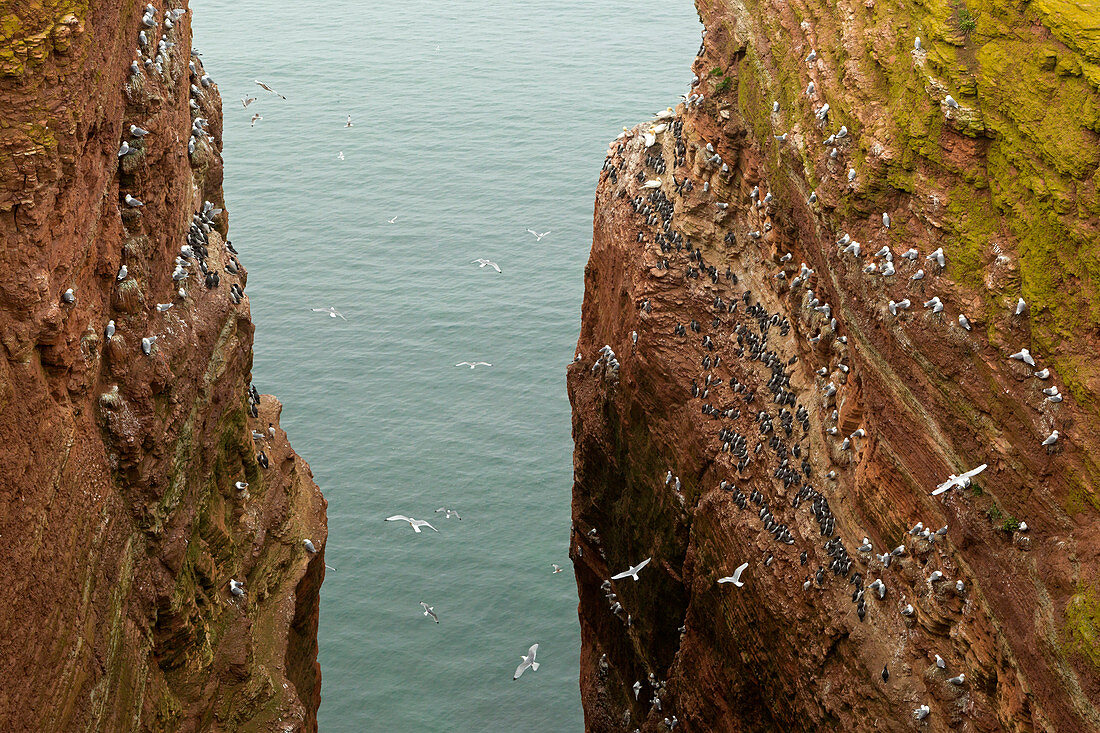 Brooding guillemot (Uria aalge) and kittiwakes (Rissa tridactyla) on the Lummenfelsen, Helgoland, North Sea, Schleswig-Holstein, Germany