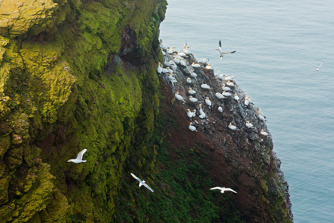 Brooding Northern Gannets (Morus bassanus) on the Lummenfelsen, Helgoland, North Sea, Schleswig-Holstein, Germany