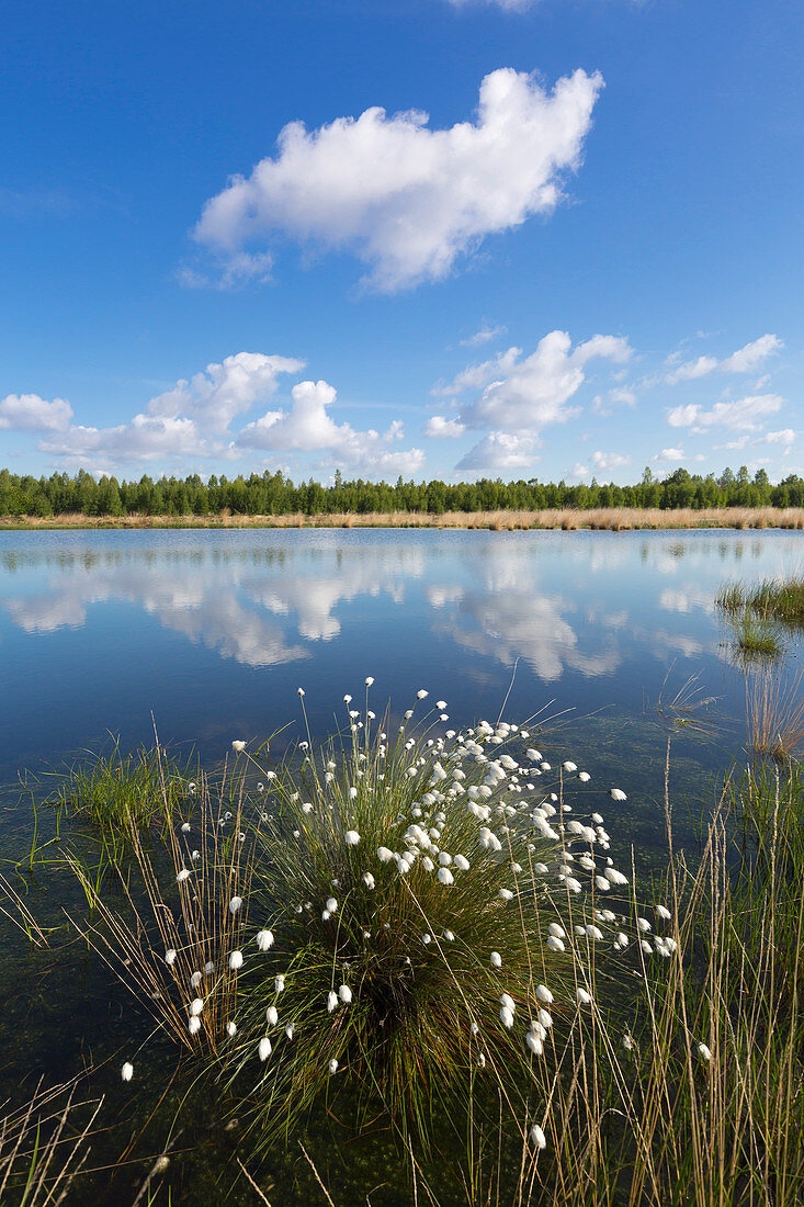 Cotton grass in the bog, Emsland, Lower Saxony, Germany