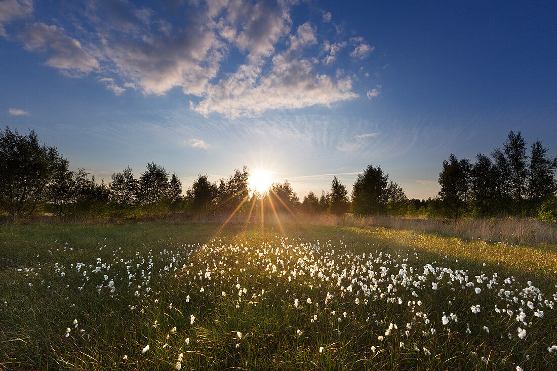 Cotton grass in the bog, Emsland, Lower Saxony, Germany