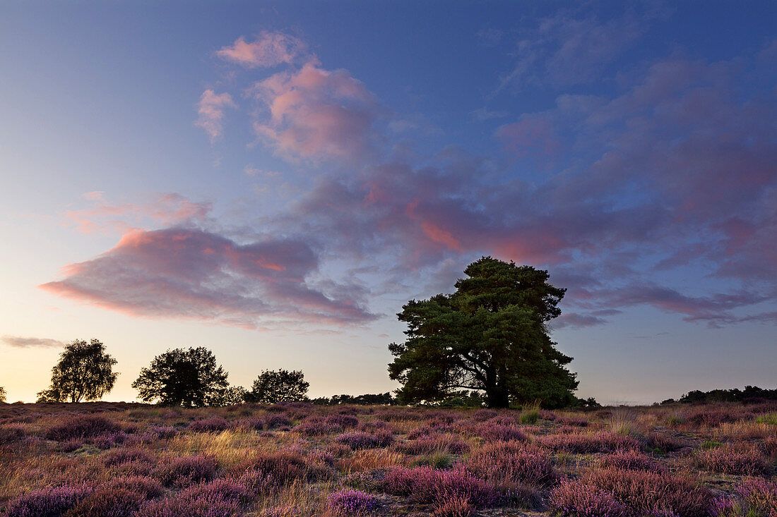 Heather in the Westruper Heide, Münsterland, North Rhine-Westphalia, Germany