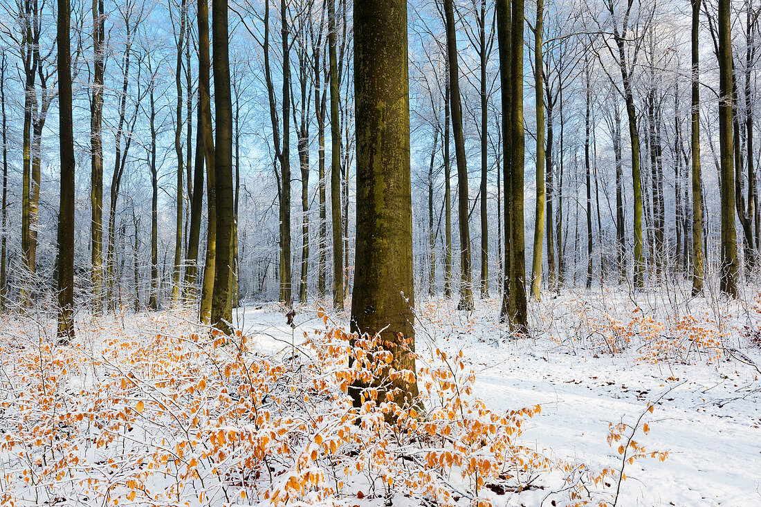 Book in a forest in Münsterland, North Rhine-Westphalia, Germany