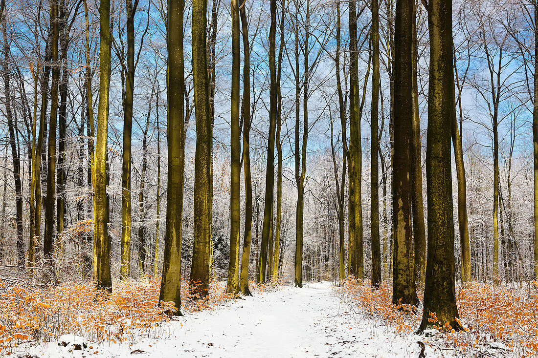 Book in a forest in Münsterland, North Rhine-Westphalia, Germany