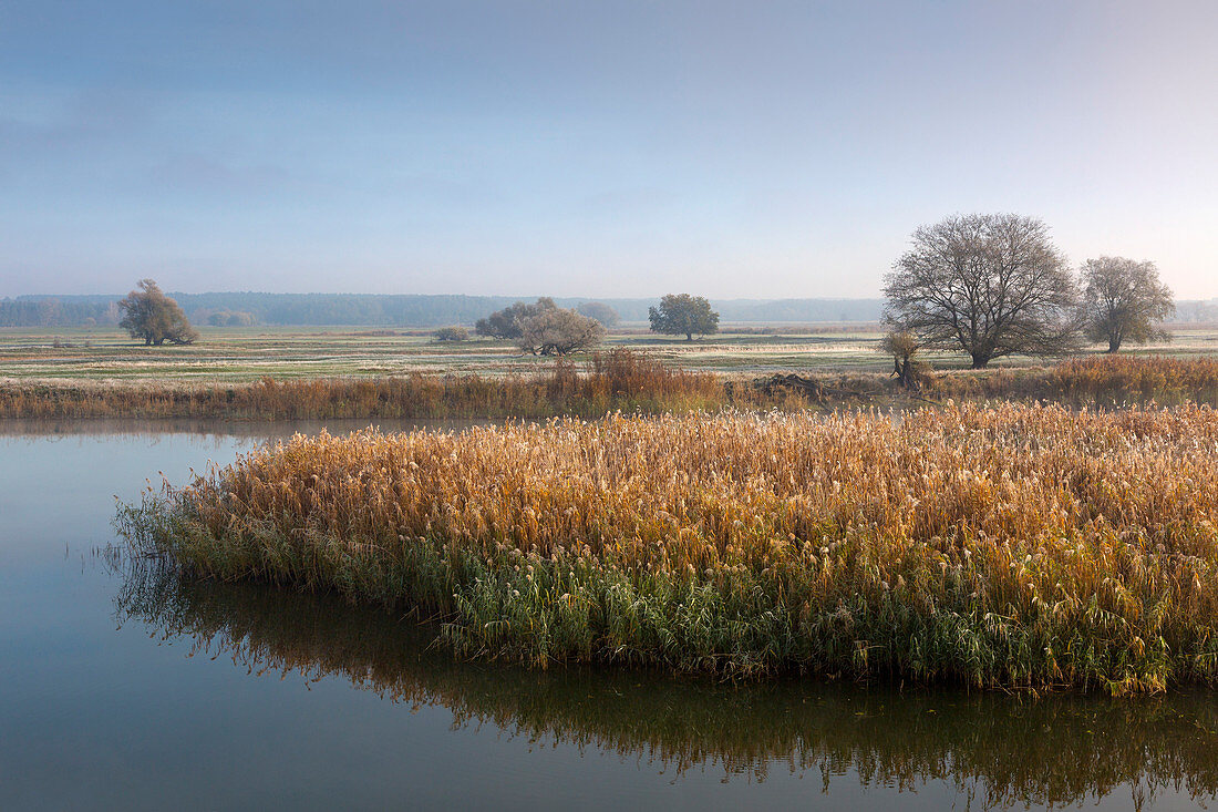 Altarm der Oder, Oderbruch, Brandenburg, Deutschland