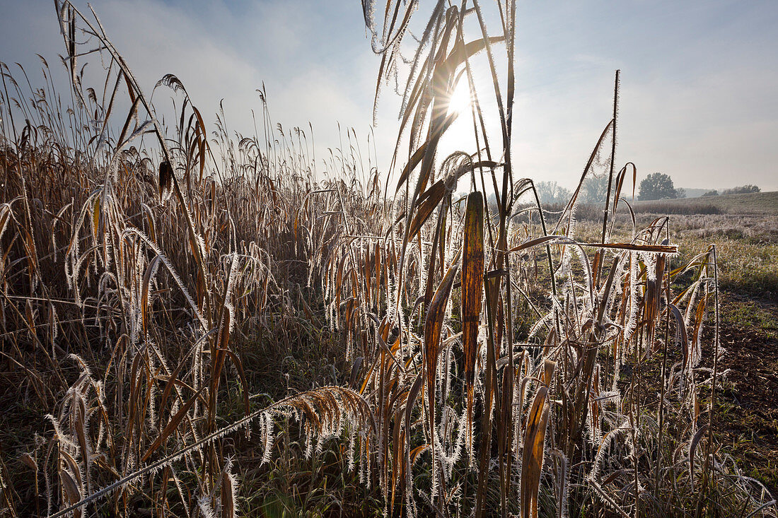 Hoar frost, reeds, Oderbruch, Brandenburg, Germany