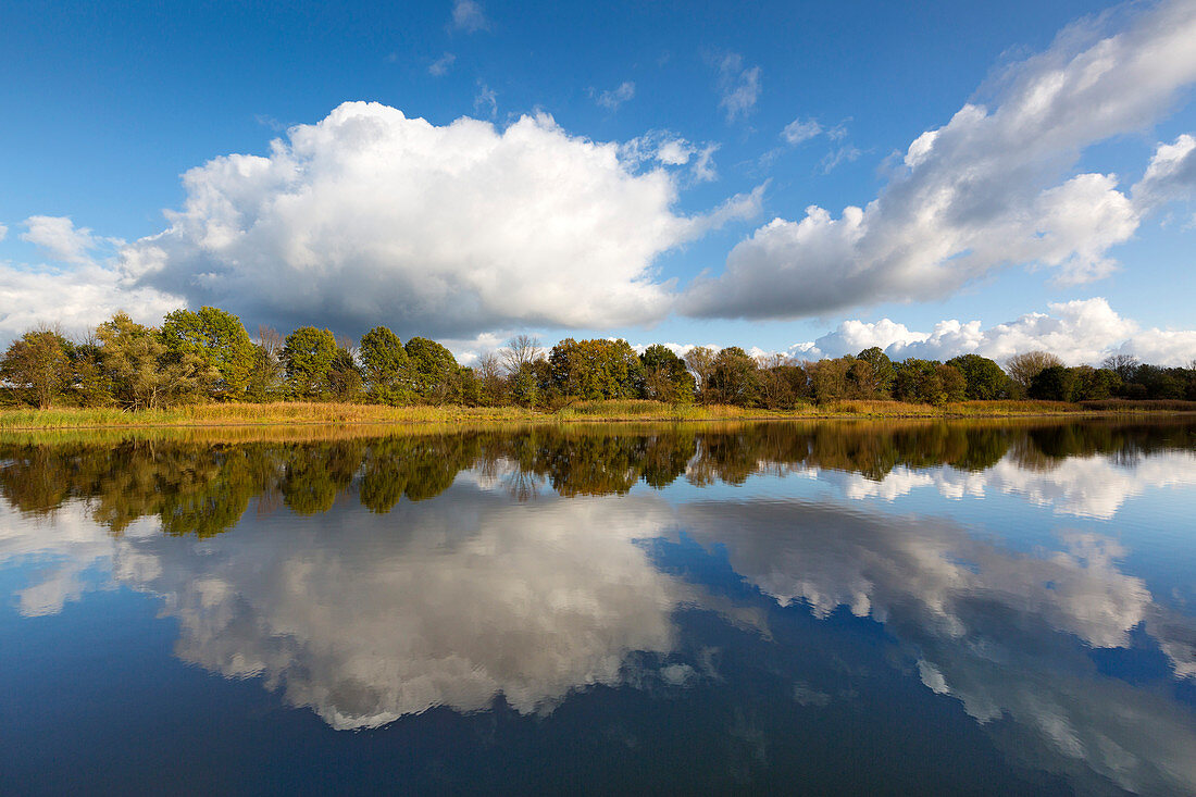 Altarm der Oder, Oderbruch, Brandenburg, Germany