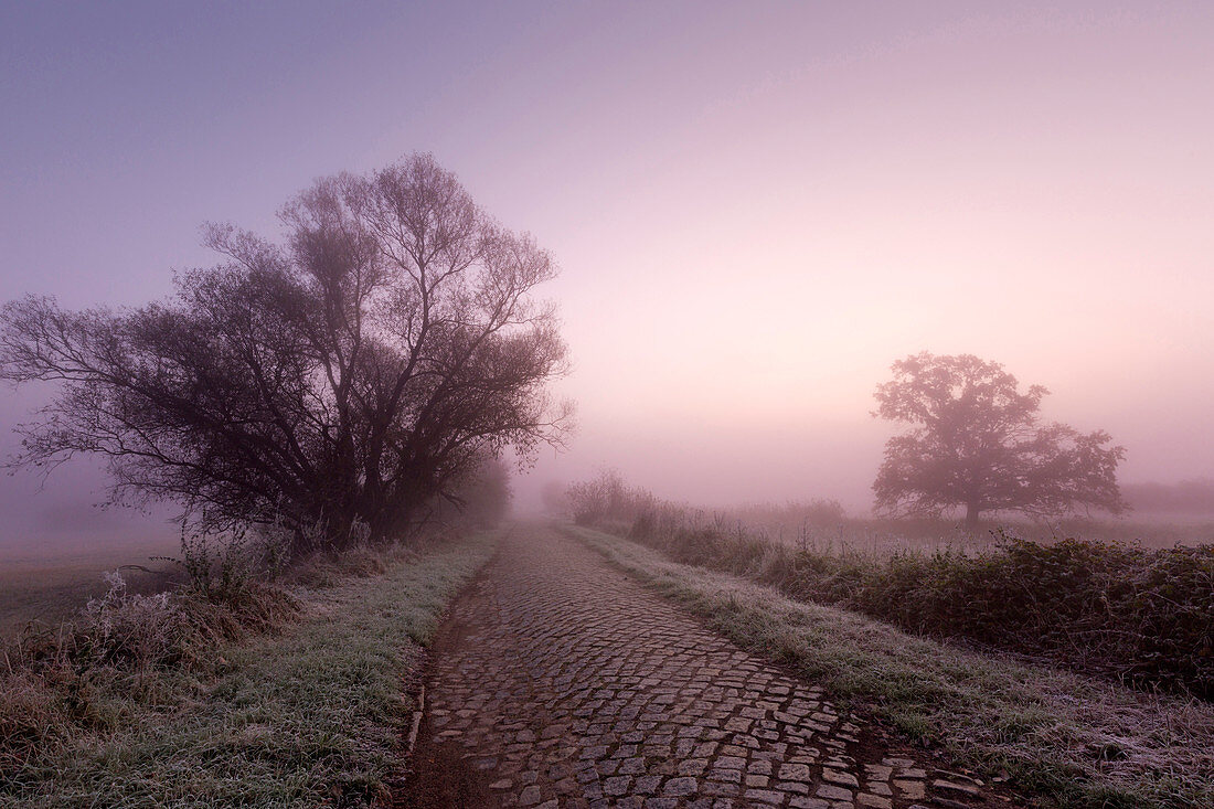 Cobblestones, willow and oak along a path in the fog, Oderbruch, Brandenburg, Germany