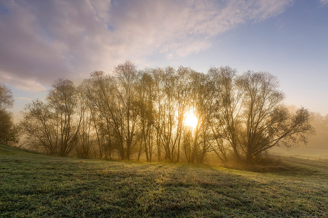 Willows in the morning mist, Oderbruch, Brandenburg, Germany