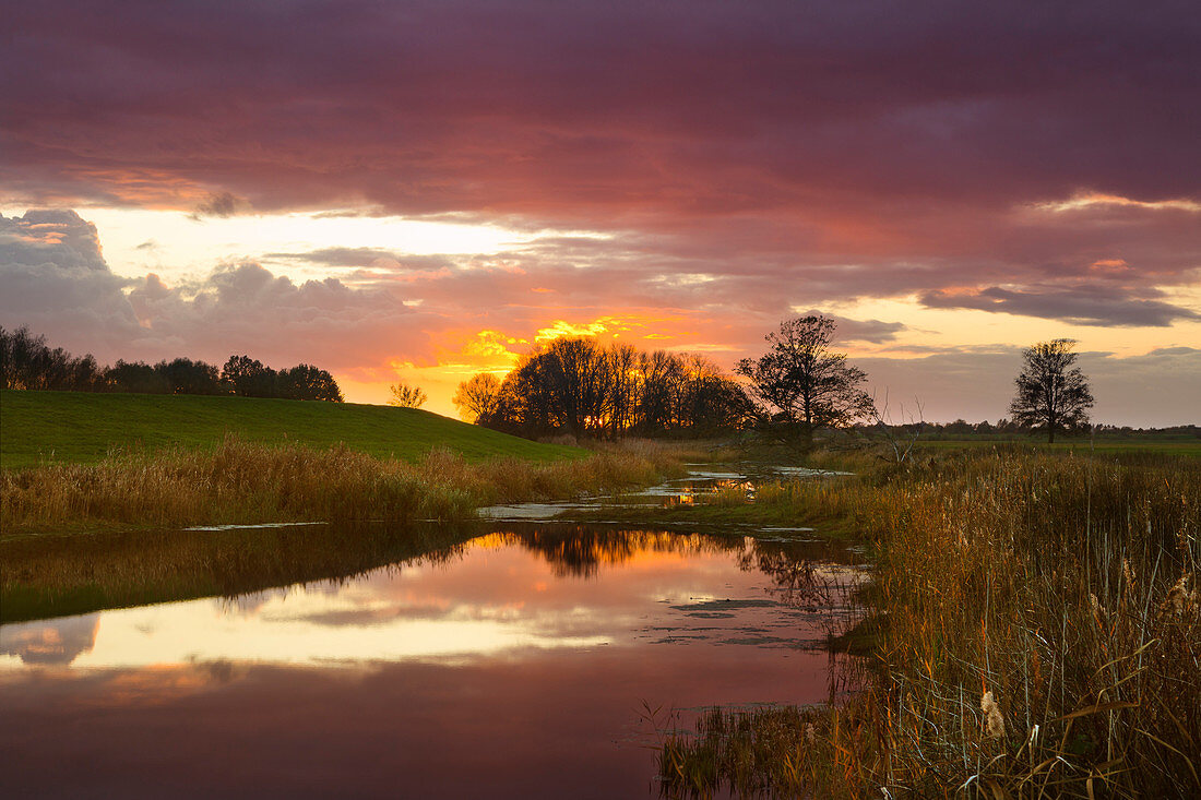 Altarm der Oder, Oderbruch, Brandenburg, Germany