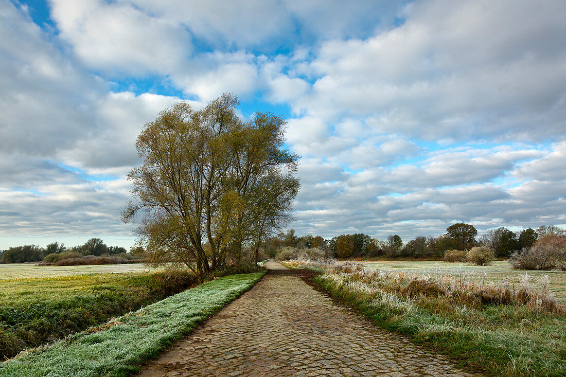 Cobblestone, pasture on a path, Oderbruch, Brandenburg, Germany