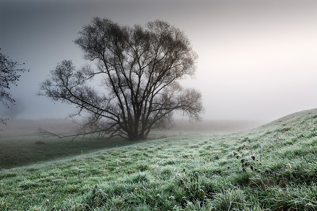 Hoarfrost, old willow tree in the fog, Oderbruch, Brandenburg, Germany