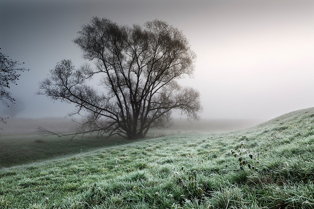 Raureif, alte Weide im Nebel, Oderbruch, Brandenburg, Deutschland