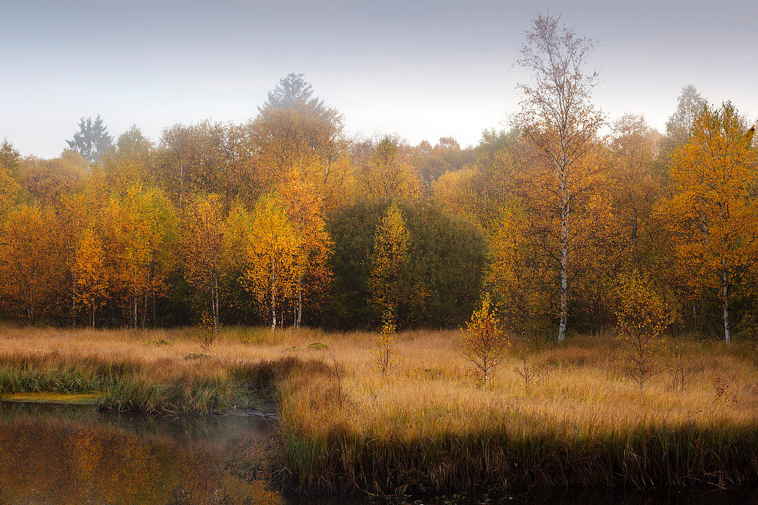 Birch trees on the Moorsee, Rotes Moor, Rhoen, Hesse, Germany