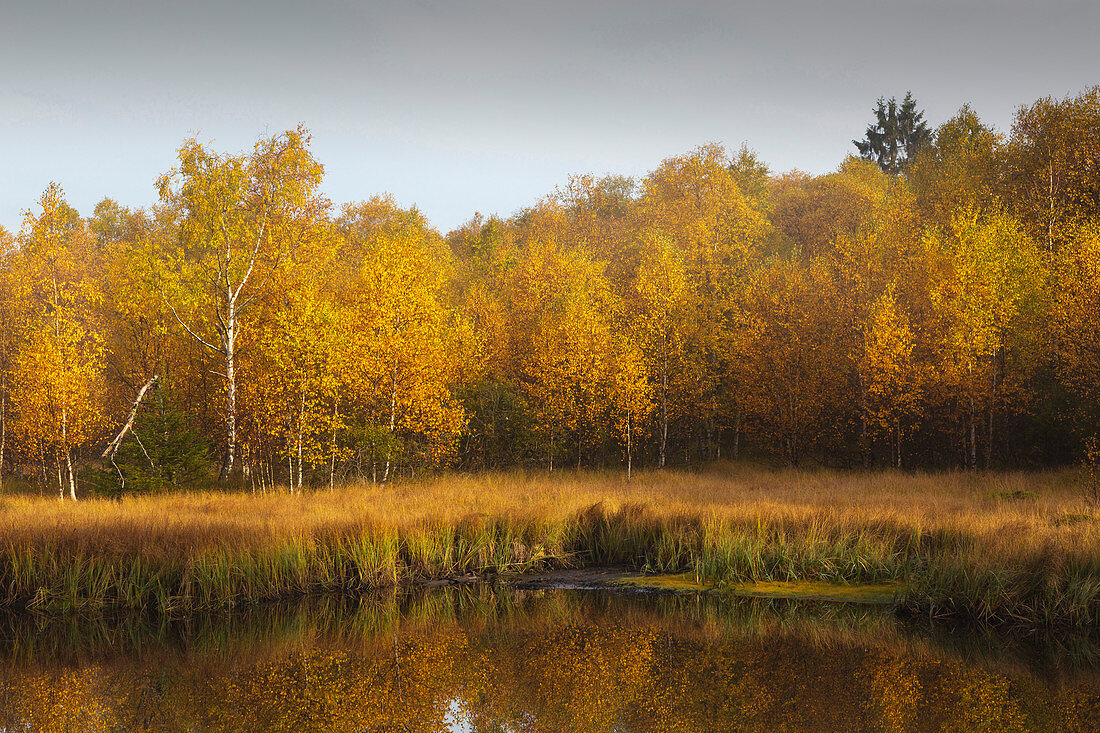 Birch trees on the Moorsee, Rotes Moor, Rhoen, Hesse, Germany