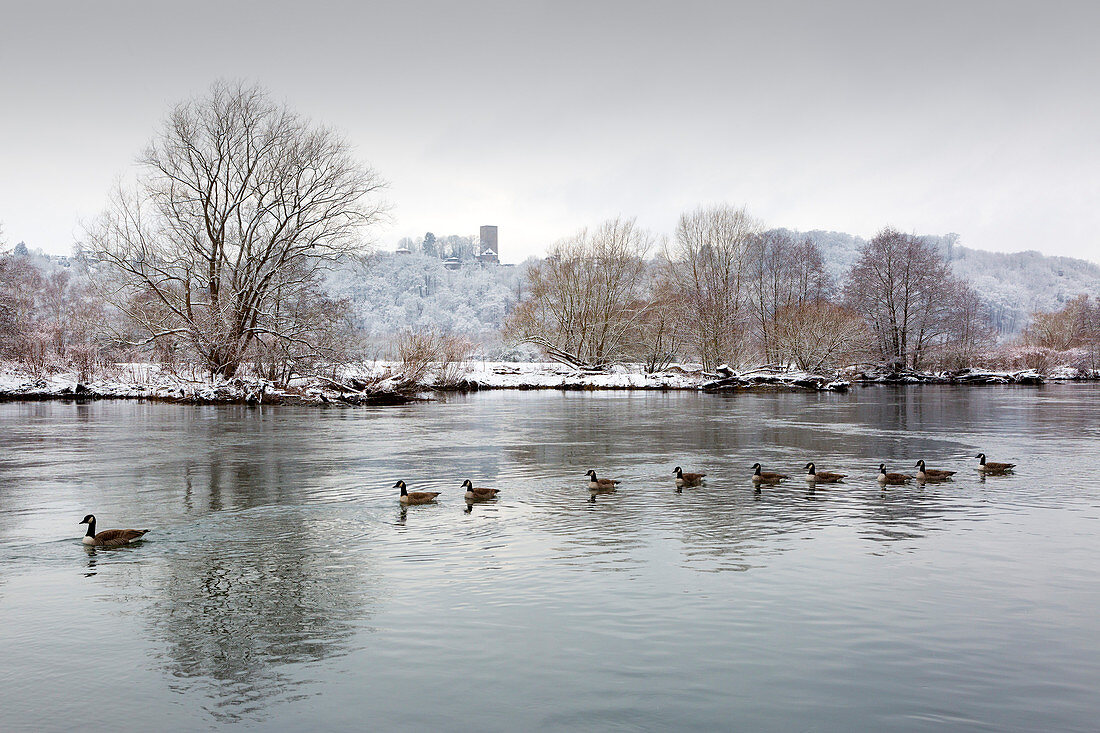 Geese on the Ruhr in winter, Ruhrauen, view to Blankenstein Castle, near Hattingen, Ruhr area, North Rhine-Westphalia, Germany