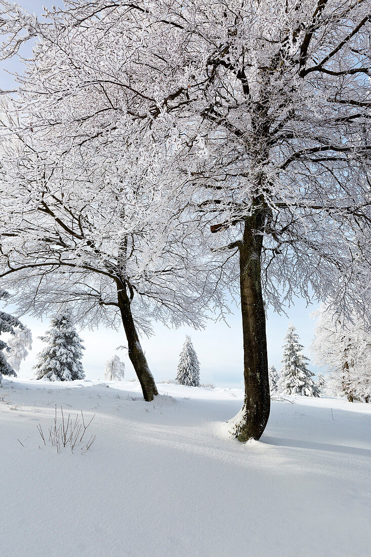 Beech trees, winter landscape at Kahlen Asten near Winterberg, Sauerland, North Rhine-Westphalia, Germany