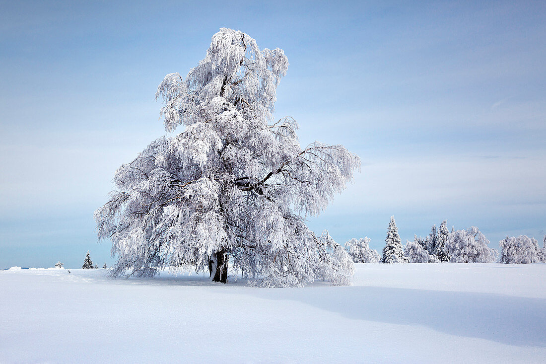 Birch, winter landscape at Kahlen Asten near Winterberg, Sauerland, North Rhine-Westphalia, Germany