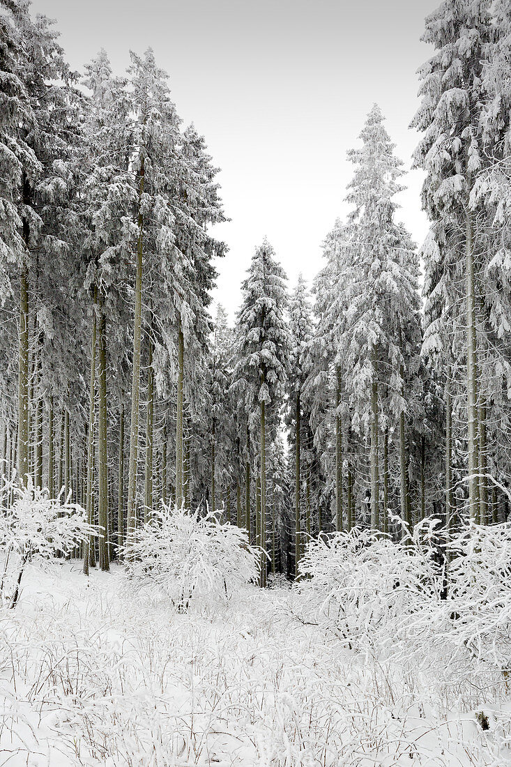 Fichtenwald, Winterlandschaft am Hohen Hagen nahe Winterberg, Sauerland, Nordrhein-Westfalen, Deutschland