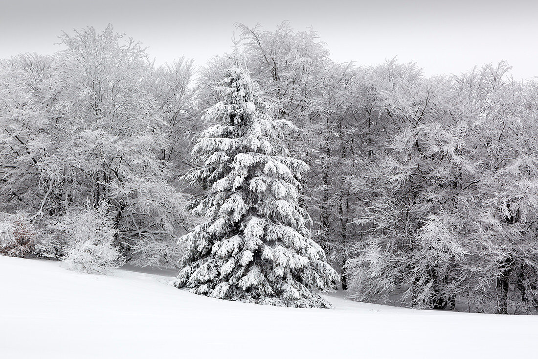 Winterlandschaft am Hohen Hagen nahe Winterberg, Sauerland, Nordrhein-Westfalen, Deutschland