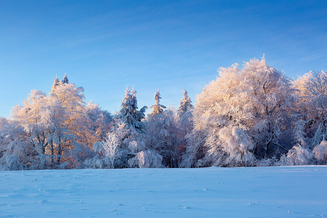 Winterlandschaft am Hohen Hagen nahe Winterberg, Sauerland, Nordrhein-Westfalen, Deutschland