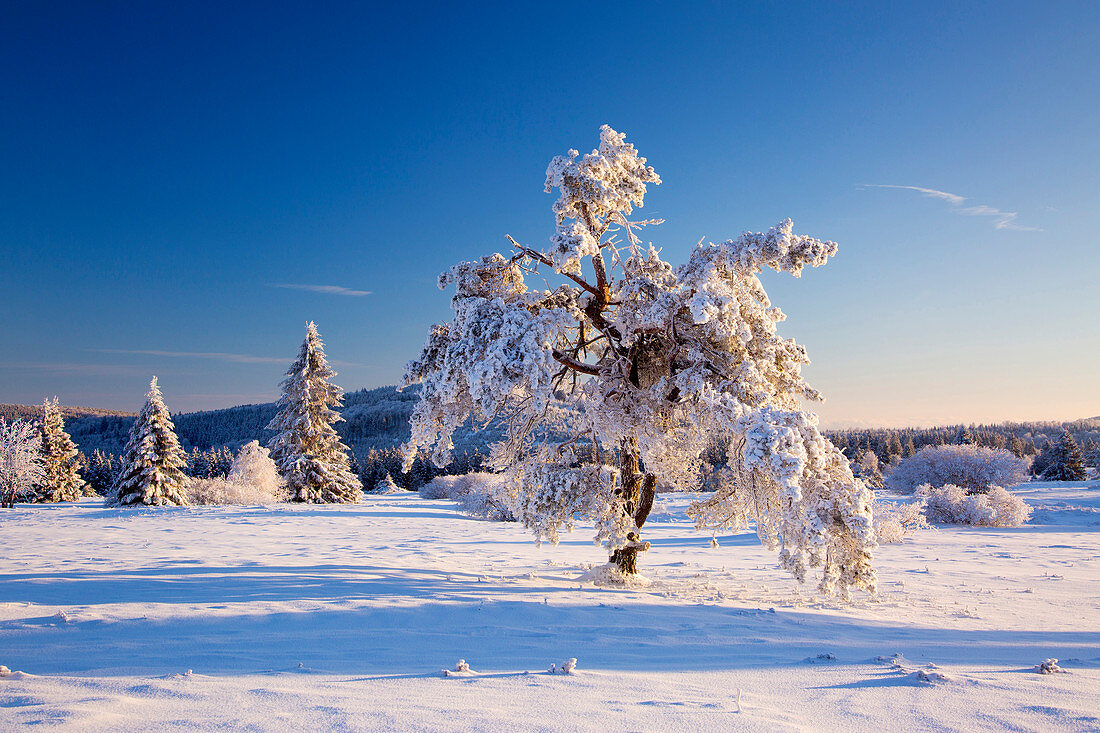 Kiefer, Winterlandschaft am Hohen Hagen nahe Winterberg, Sauerland, Nordrhein-Westfalen, Deutschland