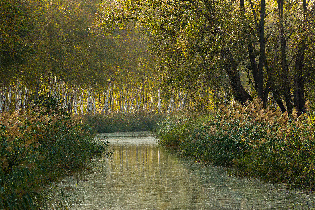 Kleiner Kanal am Spreewald, Brandenburg, Deutschland