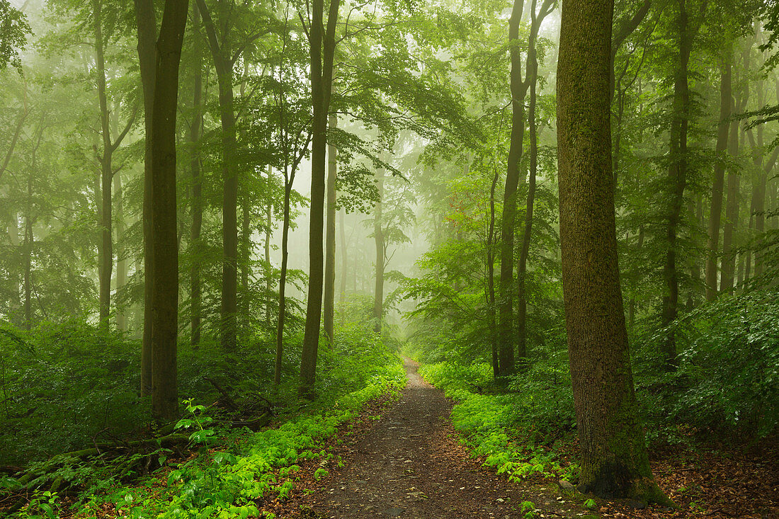 Fog, mixed forest, Taunus, Hessen, Germany