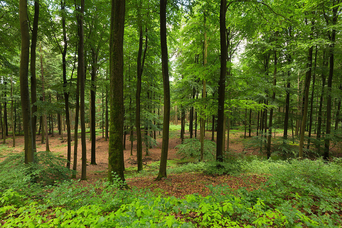 Buchenwald, Taunus, Hessen, Deutschland