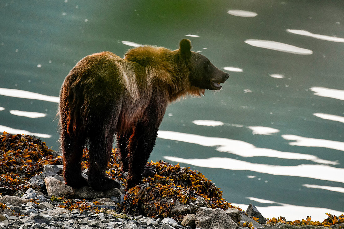 Ein Bär am Wasser um Lachs zu fischen. Heines, Alaska
