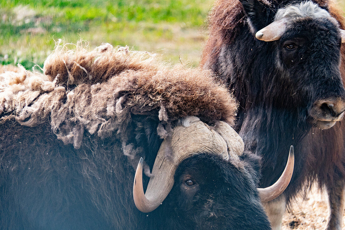 Portrait, close up of 2 bisons in Whitehorse, Yukon, Canada.