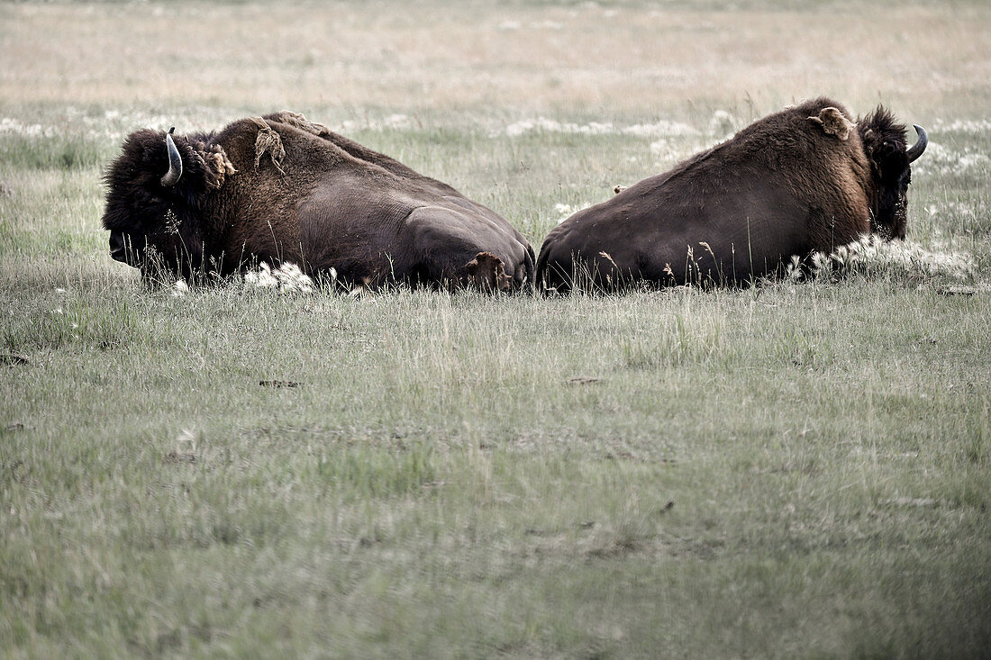 2 bison are lying in the meadow and are taking a break. Yukon, Whitehorse. Canada.