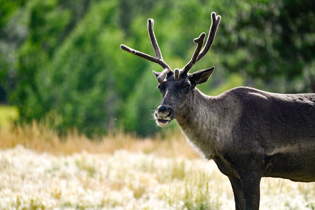 Reindeer stands in the meadow. Yukon, Canada, Whitehorse.