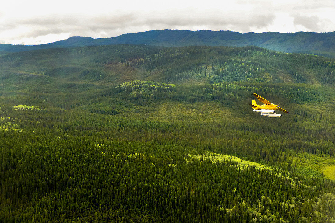 Yellow little passenger plane flies over the green forest of Whitehorse. Yukon. Canada