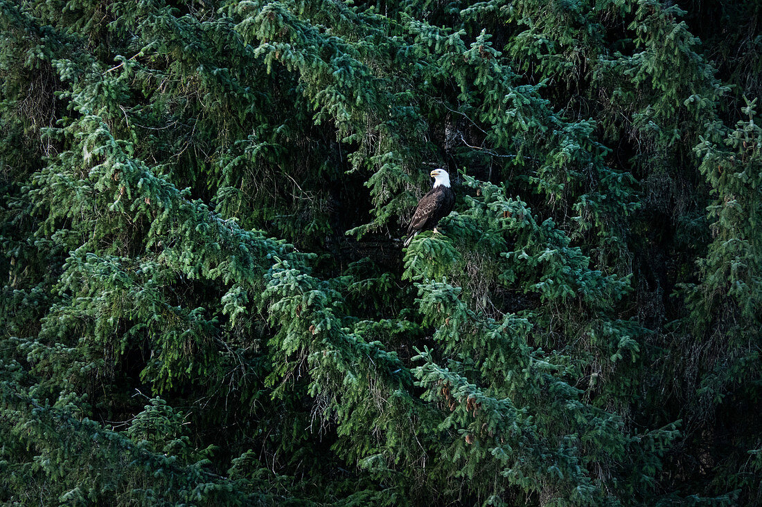 Bald eagle on a branch surrounded by fir forest. Heines. Alaska