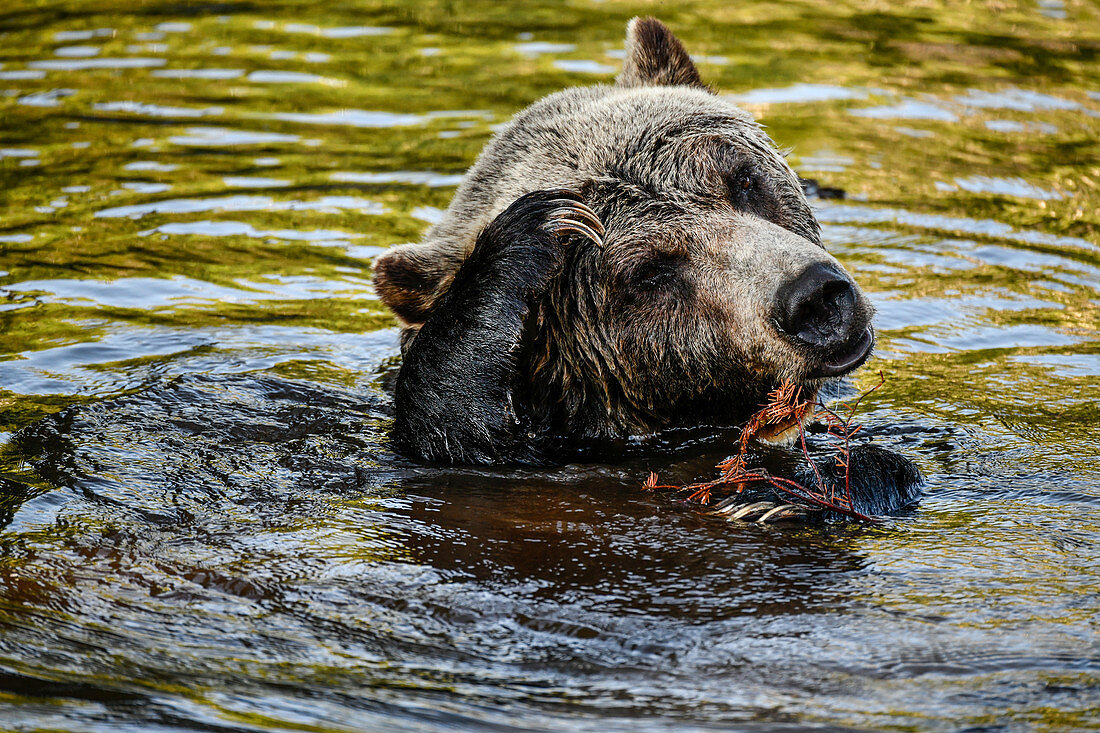 Bear is lying in the water and scratching his head. Heines; Alaska; Canada; North America.