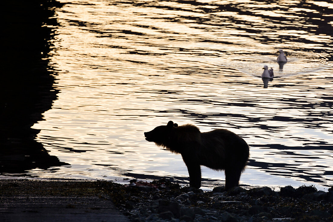 Bear stands on the shore for fishing for salmon. 2 gulls are curious. Heines, Alaska.