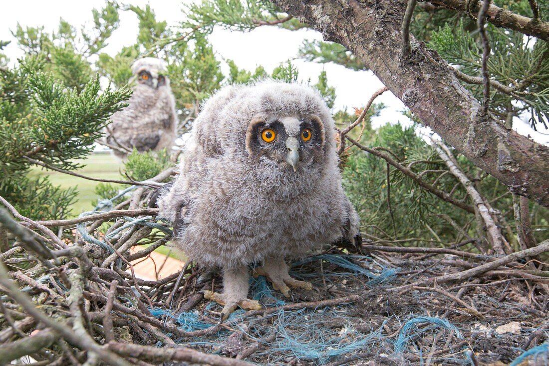 France, Vendee, Noirmoutier, young Long-eared Owl (Asio otus) young