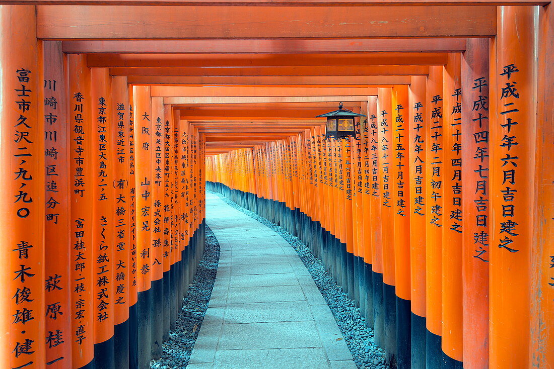 Torii-Tor bei Fushimi Inari Jinja, Shinto-Schrein, UNESCO-Weltkulturerbe, Kyoto, Honshu, Japan, Asien
